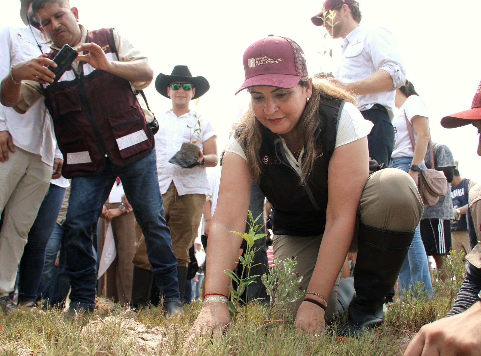 Refuerza SEDUMA reforestación de mangle en costas tamaulipecas