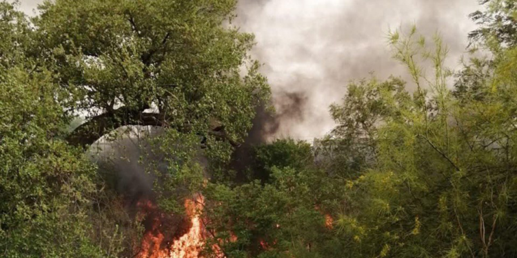Detienen a 4 personas por provocar incendios