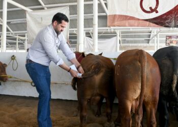 Destina Gobierno de Tamaulipas 19 millones de pesos para mejoramiento genético