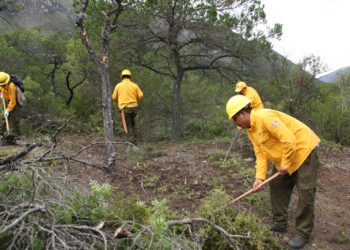 Fortalece SEDUMA proyectos de prevención de incendios y reforestación