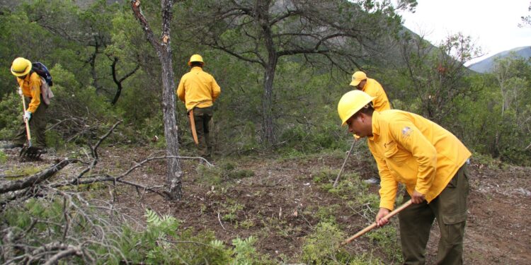 Fortalece SEDUMA proyectos de prevención de incendios y reforestación
