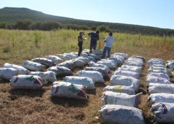 Impulsan extensionismo forestal en apoyo a productores tamaulipecos