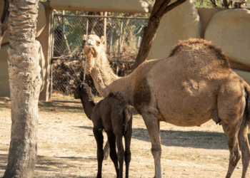 Invita Zoológico La Pastora a conocer nuevos habitantes