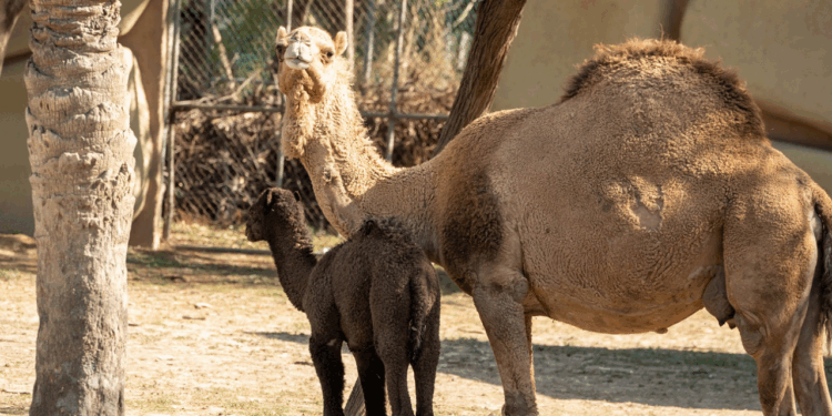 Invita Zoológico La Pastora a conocer nuevos habitantes