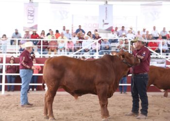 Prepara Desarrollo Rural de Tamaulipas Segundo Concurso del Novillo Gordo