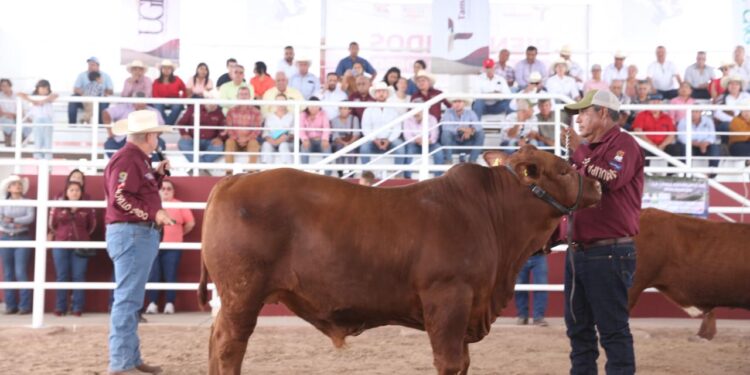 Prepara Desarrollo Rural de Tamaulipas Segundo Concurso del Novillo Gordo