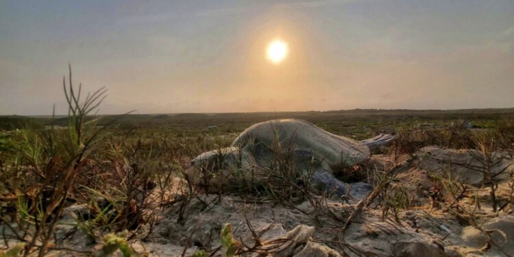 Incrementa Tamaulipas resguardo de huevos de tortuga lora en un 20%