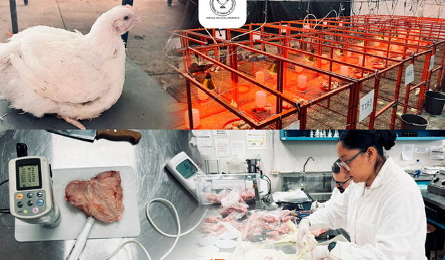 Producirá la UAT pollos de engorda con mayor calidad nutritiva y saludable