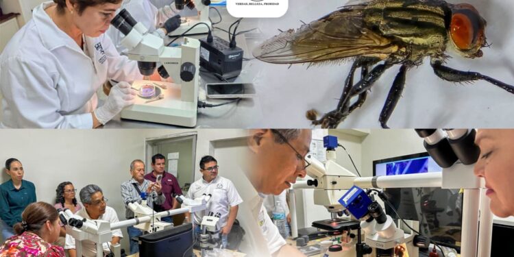 Colabora la UAT en medidas preventivas contra el gusano barrenador