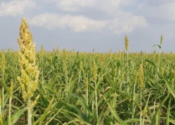 Fortalece Secretaría de Desarrollo Rural el Proyecto de Sorgo Blanco