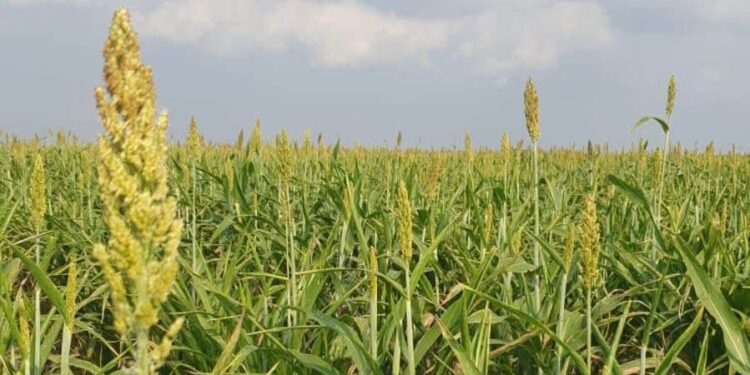 Fortalece Secretaría de Desarrollo Rural el Proyecto de Sorgo Blanco
