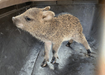 Guardia Forestal logra reencontrar a pecarí bebé con su madre