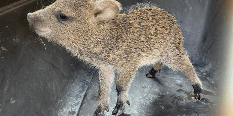 Guardia Forestal logra reencontrar a pecarí bebé con su madre