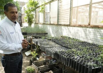 Implementa la UAT manejo sustentable del maguey mezcalero en Miquihuana