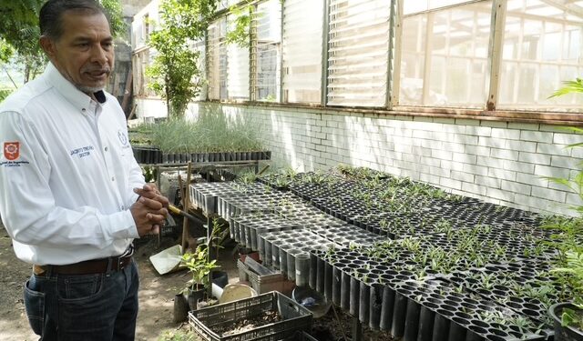 Implementa la UAT manejo sustentable del maguey mezcalero en Miquihuana