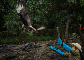 División Ambiental libera ejemplar de caracara en su hábitat natural tras ser rescatado