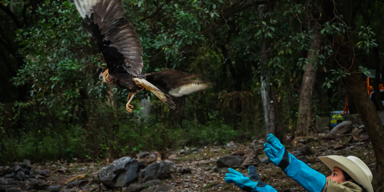 División Ambiental libera ejemplar de caracara en su hábitat natural tras ser rescatado