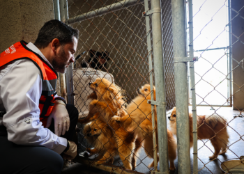 Clausura nueva División Ambiental criadero clandestino en Juárez y asegura 56 perritos en situación de riesgo