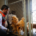 Clausura nueva División Ambiental criadero clandestino en Juárez y asegura 56 perritos en situación de riesgo