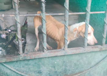 Nueva División Ambiental rescata tres perritos en situación de maltrato en Monterrey