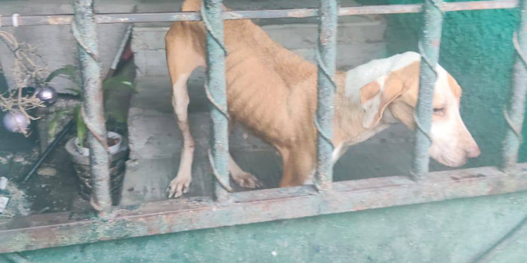 Nueva División Ambiental rescata tres perritos en situación de maltrato en Monterrey