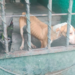 Nueva División Ambiental rescata tres perritos en situación de maltrato en Monterrey
