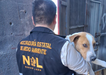Nueva División Ambiental rescata y resguarda 5 caninos en situación de maltrato en Monterrey, Juárez y Guadalupe