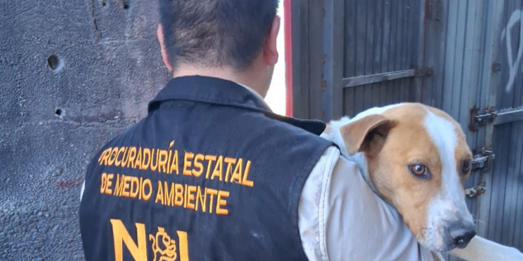 Nueva División Ambiental rescata y resguarda 5 caninos en situación de maltrato en Monterrey, Juárez y Guadalupe