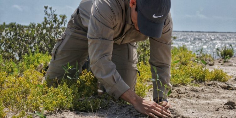 Reforesta SEDUMA litoral para cuidar comunidades y biodiversidad