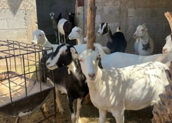 Destaca Tamaulipas con genética caprina de alto nivel en festival nacional