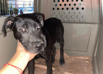 División Ambiental asegura canino en situación de maltrato en Marín