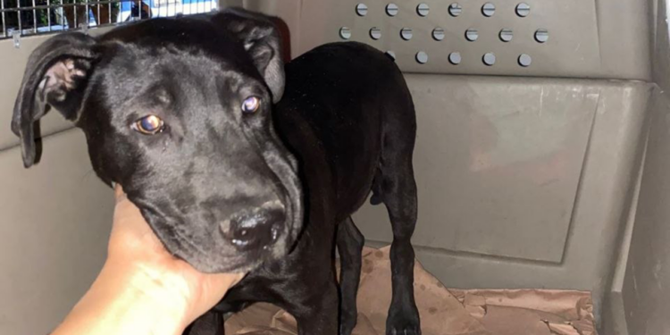 División Ambiental asegura canino en situación de maltrato en Marín