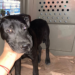 División Ambiental asegura canino en situación de maltrato en Marín