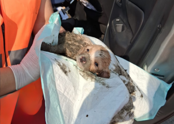 Nueva División Ambiental rescata cachorro atrapado en drenaje en Juárez