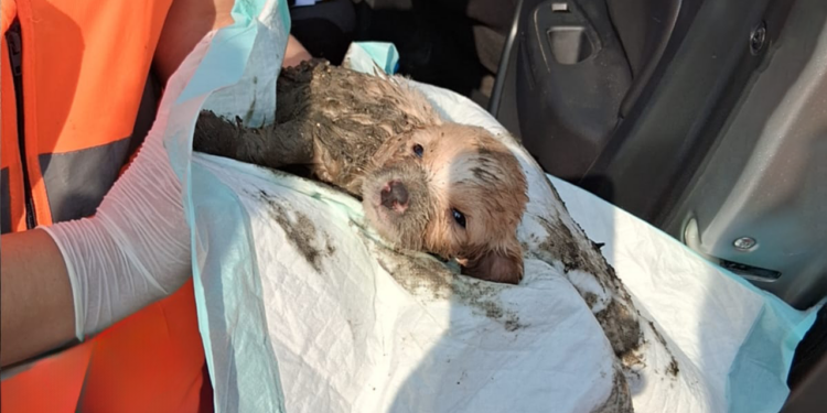 Nueva División Ambiental rescata cachorro atrapado en drenaje en Juárez