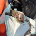 Nueva División Ambiental rescata cachorro atrapado en drenaje en Juárez