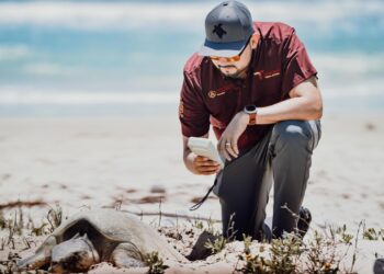 Preparan operativos en playas por arribo de tortugas durante Semana Santa