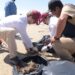 Refuerza Tamaulipas limpieza de playas por presencia de hidrocarburos