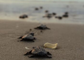 Registra Tamaulipas primera anidación de tortuga lora de la temporada 2026