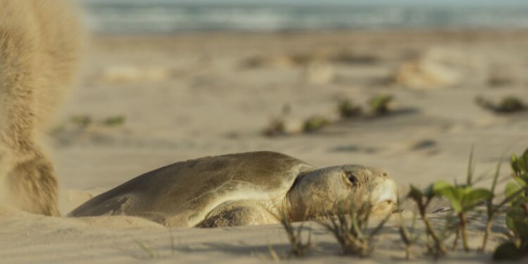 Continúa temporada de anidación de tortuga lora; se resguardan más de 28 mil huevos