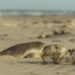 Continúa temporada de anidación de tortuga lora; se resguardan más de 28 mil huevos