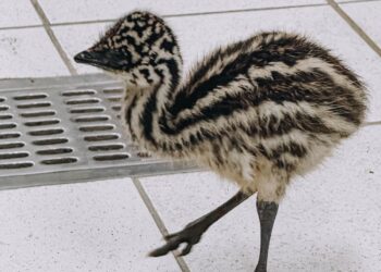 Nacen ejemplares de emú en el Zoológico Tamatán