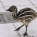 Nacen ejemplares de emú en el Zoológico Tamatán