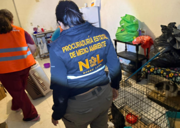 Nueva División Ambiental rescata 13 felinos en condiciones críticas de maltrato en Juárez