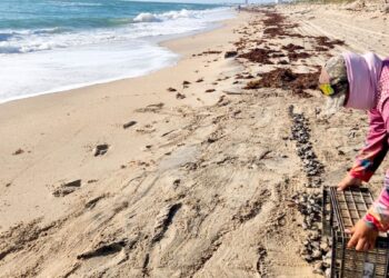 Inician en Tamaulipas primeras liberaciones de tortuga lora de la temporada 2026