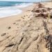 Inician en Tamaulipas primeras liberaciones de tortuga lora de la temporada 2026