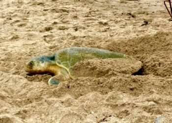 Registra Tamaulipas más de 207 mil huevos de tortuga lora en temporada 2026