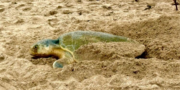 Registra Tamaulipas más de 207 mil huevos de tortuga lora en temporada 2026