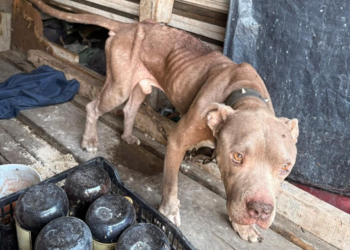 Rescatan a dos perros víctimas de maltrato en Santa Catarina; hay denuncia y un detenido