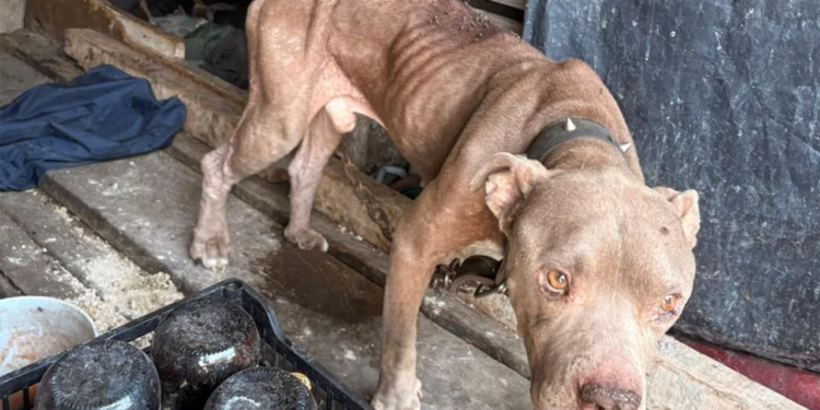 Rescatan a dos perros víctimas de maltrato en Santa Catarina; hay denuncia y un detenido